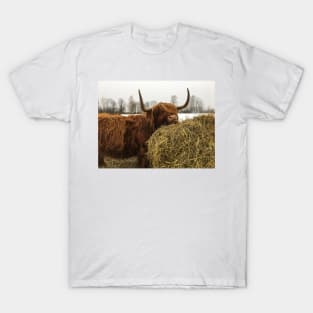 Scottish Highland Cattle Cow 2324 T-Shirt